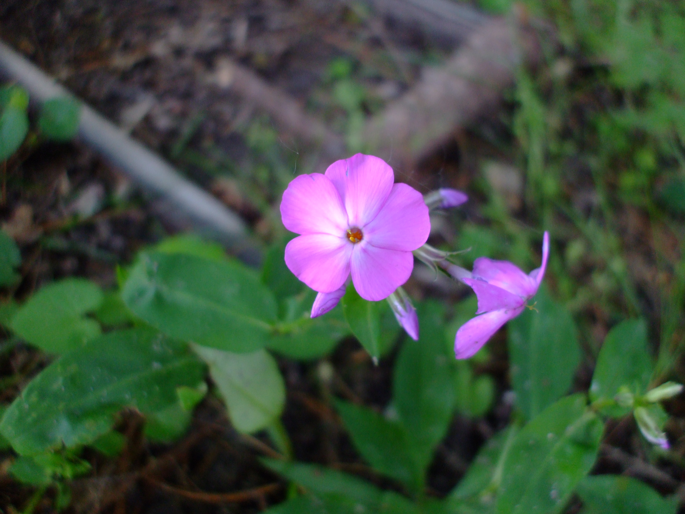 Phlox ovata